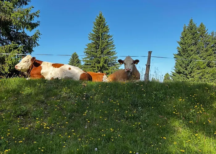 Hotel Monte Coston Lastebasse